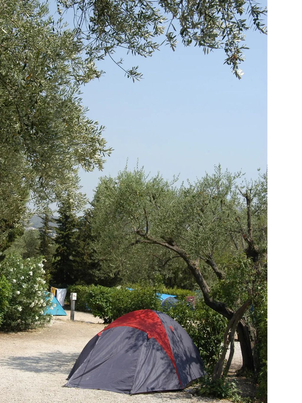 Les Cigales